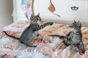 https://www.abt-cleaning.nl/wp-content/uploads/2017/05/kittens-cats-foster-playing-160755-300x200.jpeg